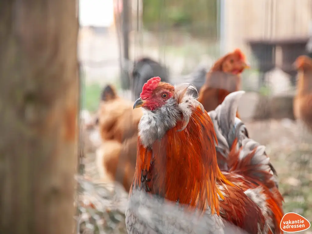 Vakantieadressen accommodatie afbeelding