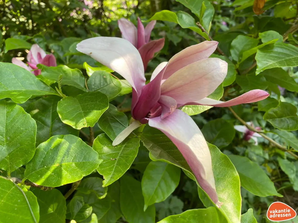 Vakantieadressen accommodatie afbeelding